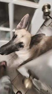 How long it takes to feed my pups. Check out how smart they are!