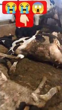Shocking Dawn Scene Tied Cows Lying Still Look Asleep but Actually Dead from Electric Shock #Tragic