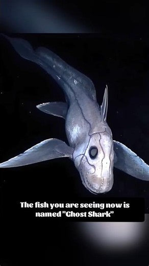 🤯 Ghost Shark ⁉️ #factsdevan #facts #tamil #tamilcontentcreator #tamilfacts