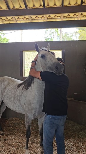 Haras mtostes | Mangalarga Marchador on Instagram: "Quando o cuidado vem junto com o carinho, o resultado é mais do que genética: é vida longa, saúde e bem-estar. Herdeiro Mtostes, filho de Fajardo do Timbó e Quixara Elfar, recebendo todo o carinho do @marcelotostes.oficial . Isso também constrói futuro no Mangalarga Marchador. 🐎💚 #mangalargamarchador #cavalos #cavalo #horses #marchador"