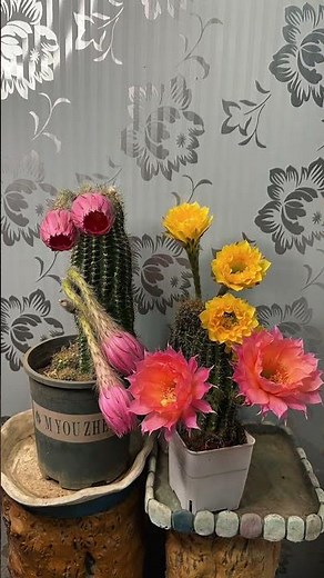 Rare & Beautiful: Watch This Cactus Bloom! 🌸🌵