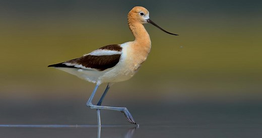 American Avocet Identification, All About Birds, Cornell Lab of Ornithology