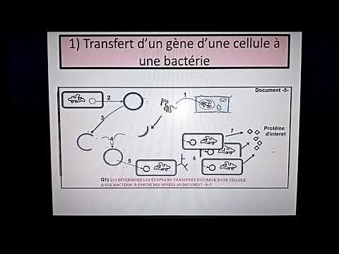 Étapes et principes de la Génie génétique 1/2