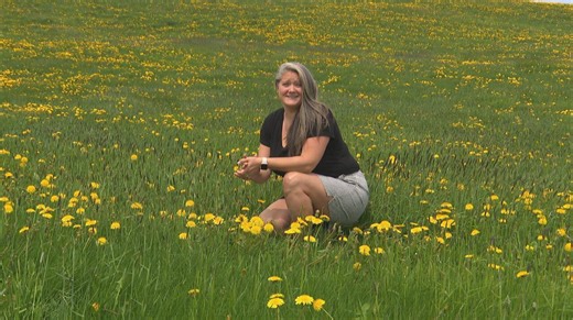 Dandelions are aplenty this year, but what’s sprouting them? Ashley Brauweiler finds out