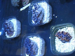 7 comments | Aquacultured Blue Maxima & Gold Maxima Clams are in :) | Reef To Rift Aquarium Store | Facebook