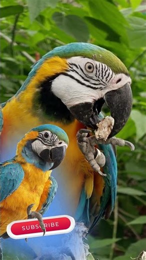 This Parrot's Feet Are Absolutely Genius #wildlife #nature #adaptation #macaw