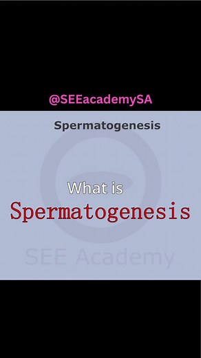 Spermatogenesis: Proceso de Formación de Espermatozoides