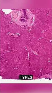 Histology Epithelium Liver