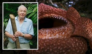 David Attenborough horrifies BBC viewers over bizarre killer plant
