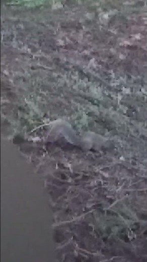 Squirrel Digging In Yard