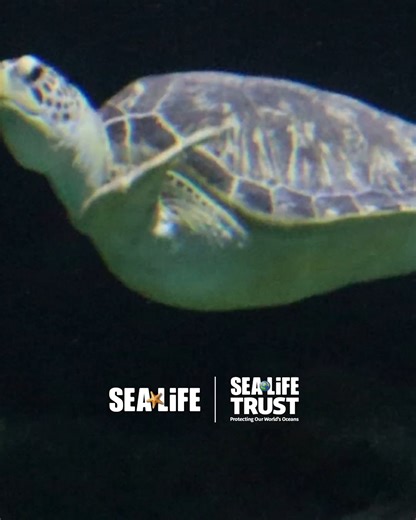 17 reactions | Let's celebrate World Turtle Day and meet Gertrude, our rescued Green Sea Turtle. Find out how we helped save her from the the manmade perils in our ocean and how you can help too! Click the link below to donate!  https://www.visitsealife.com/grapevine/whats-inside/events-page/help-our-sea-friends/?utm_source=facebook&utm_medium=social&utm_campaign=dhfacebook&utm_content=app.dashhudson.com%2Fsealifegrapevine%2Flibrary%2Fmedia%2F413289283 | SEA LIFE Aquarium | Facebook