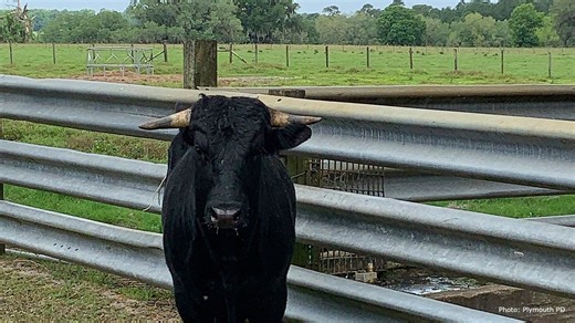 ‘Buddy the Beefalo’ dies 5 years after capturing hearts by escaping slaughterhouse