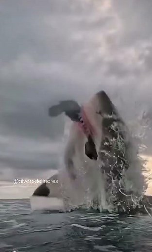 Tiburón blanco atacando#alvarodelinares #tiburon #tiburones#tiburón #alvarodelinares#tiktok#shorts