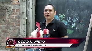 746K views · 8.1K reactions | Vamos con un emplumado que ya conoció en Código 21, pues mire usted, lo visitamos y ahora vive más consentido, con buena comidita y hasta tiene piscina. | Código 21 | Facebook