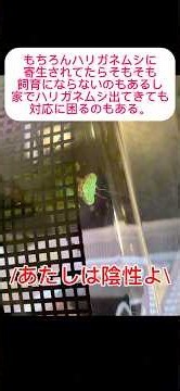 ハリガネムシに寄生されたカマキリ持ち帰るべき?【ムネアカハラビロカマキリ】