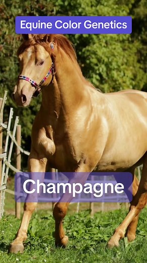 Have you ever met a champagne horse? #equinecolorgenetics #horsecolorgenetics #genetics #colorgenetics #horsecolors #horsesoftiktok #horse #horses #champagnehorse #goldchampagne #amberchampagne #classicchampagnefilly