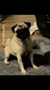 140K views · 3.8K reactions | Sick of this  藍藍 #funnyreels #puglife #dog #funnyvideos | Pug Philosophy | Facebook