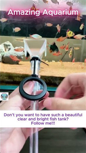 How to Properly Feed Your Fish? #aquarium #fish