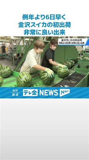 【例年より6日早い出荷】砂丘地育ちの大玉｢金沢すいか｣出荷始まる 非常に良い出来に #shorts