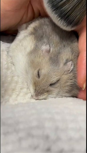 Tweets Of Hamster (@TweetsOfHamster) on X