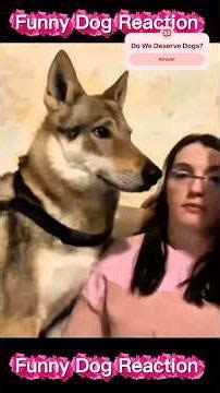 Funny Dog Reactions #trending #funny #dogs #pets