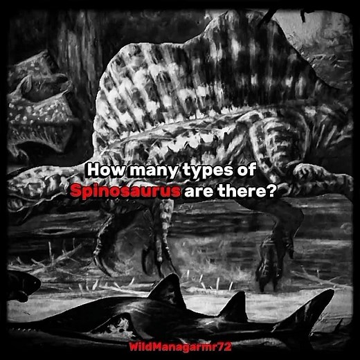 How many types of Spinosaurus are there? #extinctanimals #spinosaurus