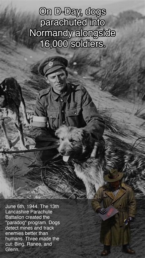 Dogs PARACHUTED into D-Day with Soldiers 🐕🪂 | Bizarre History #31