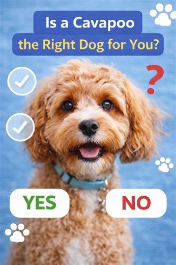 Is a Cavapoo the Right Dog for You? | My Doodle Puppy