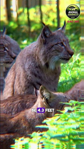 These lynx hunting skills are terrifying #predators #wildlife #lynx