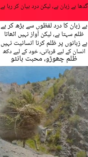 Silent Suffering of a Helpless Donkey