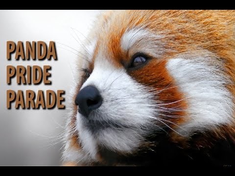 Red Panda Pride Parade - The Epic Song