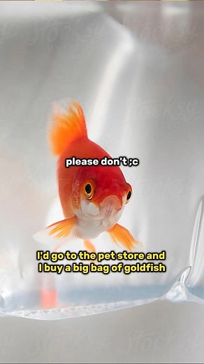 Mind Square on Instagram: "Fed Piranhas with💀Body?😳 | Video Info⬇️ JRE #1978 - Ms. Pat Timecode: [01:42:17] Music: Apocalypse - Grand Project, Horror trailer - Amaksi (Pixabay) Visuals: (all Youtube) The king of DIY, The Great Outdoors, Wild Aquarium #joerogan #jre #piranha #animals #fishing #crazy #aquarium"