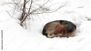 Dog is sleeping lying on snow