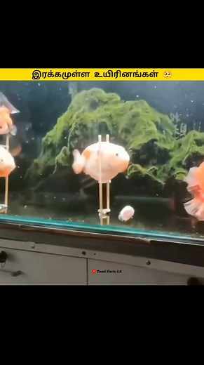 338K views · 10K reactions | அற்புதமான உயிரினங்கள் 勞 | Tamil Facts| #fish #bird #fishfacts #birdfact #interestingfacts #humanity | Tamil Facts 2.0 | Facebook