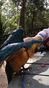 1.3K views · 249 reactions | It's really important to socialise baby macaws so that they are used to other people and not just the rearer. Today was the first time Elmo had met Luke and he is quite the social butterfly, note the calmness - perfectly stable well adjusted baby macaw ❤️ | Macaws Australia | Facebook