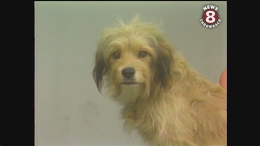 Benji the dog visits the San Diego Zoo in 1980