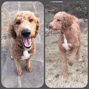 8.7K views · 224 reactions | UPDATE: CLOVER HAS BEEN ADOPTED!...