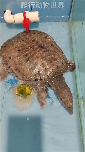 Chinese softshell turtle\\一只中华鳖 #turtle