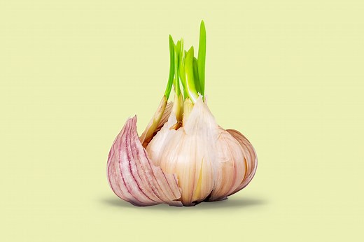 Is It Safe to Eat Sprouted Garlic?