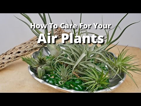 How To Care For Your Air Plants / Joy Us Garden