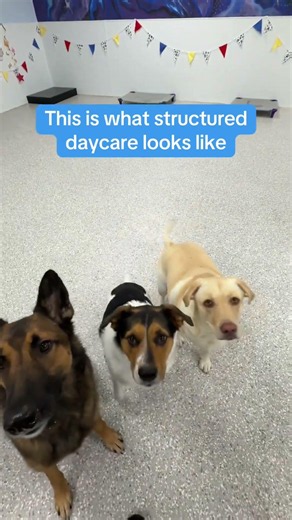 5 Dogs. 5 Treats. Zero Fights.