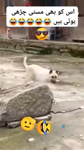 funny gunny (@funnygunny31)’s videos with Originalton - funnyvideos