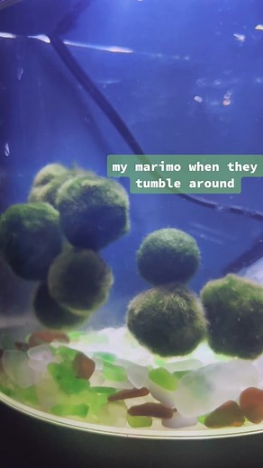 Happy and Healthy Marimo: Tumbling Tips for Roundness and Fuzziness