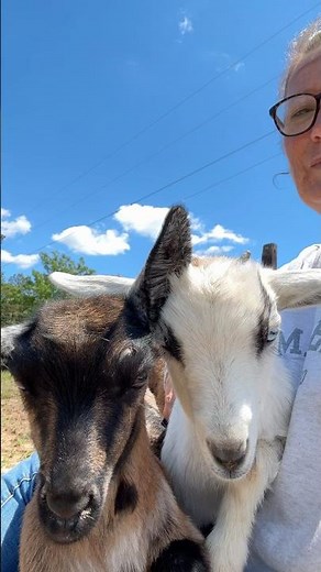 The sweetest little baby goats ever! ♥️🐐