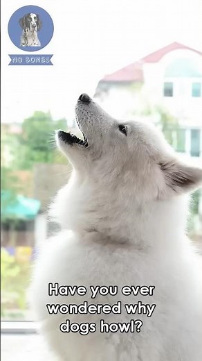 The Truth About Dog Howling #dogfacts #dogshowling #doginformation