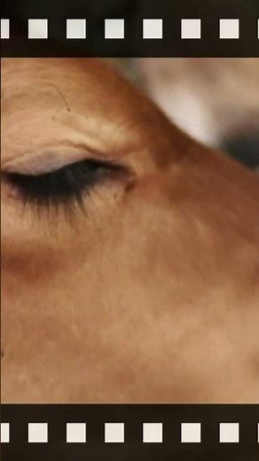 mooing video sounds effects animal pictures videos ambient cows realistic sound effect of cow