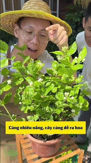 🌼 TIPS FOR WATERING JASMINE FLOWERS CORRECTLY 🌼