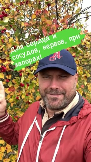 Польза боярышника Полезные свойства боярышника можно объяснить его составом: ягоды содержат обширный комплекс витаминов, а также множество биологически активных веществ. Он улучшает кровоснабжение, борется с неврологическими заболеваниями, помогает при мигрени, головокружении, проблемах со сном, нервозности. Но самая главная особенность боярышника – его влияние на сердечно-сосудистую систему и нормализация артериального давления. Ягода оказывает расширяющее действие на сосуды, помогает сердцу ус