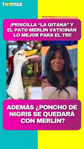 🤩 ¿Participación histórica? Priscilla 'La Gitana' y el Pato Merlín vaticinan lo mejor para el 'Tri'. Además, le manda una contundente respuesta a Poncho de Nigris tras su propuesta para quedarse con el patito. 📹 Laura Palmer #tvnotas #patomerlín #priscillalagitana