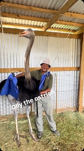 Pool Olly decided to do some mountain climbing yesterday evening and to launch himself off a cliff in an attempt to fly back down into the valley below. Poor lad clearly didn’t get the memo that ostriches can’t fly. We had to carry 140kg’s Olly all the way down the mountain as he had lost mobility in both his legs from the fall. Relieved to advise that after him having spent the morning in our custom-made sling, his circulation returned to his knobby knees and Olly is back on his feet - with no 